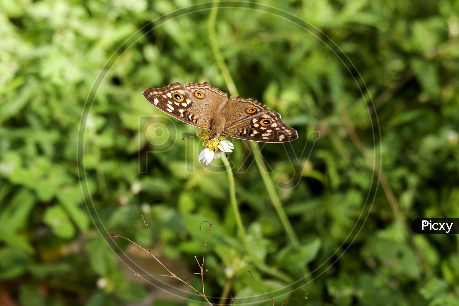 Close Shot Of Butterfly Isolated On Grass Flower In Field