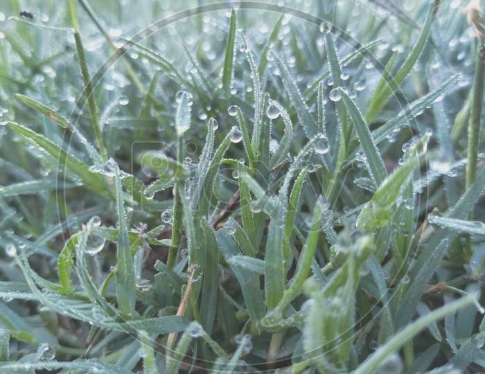Dew drops on the grass