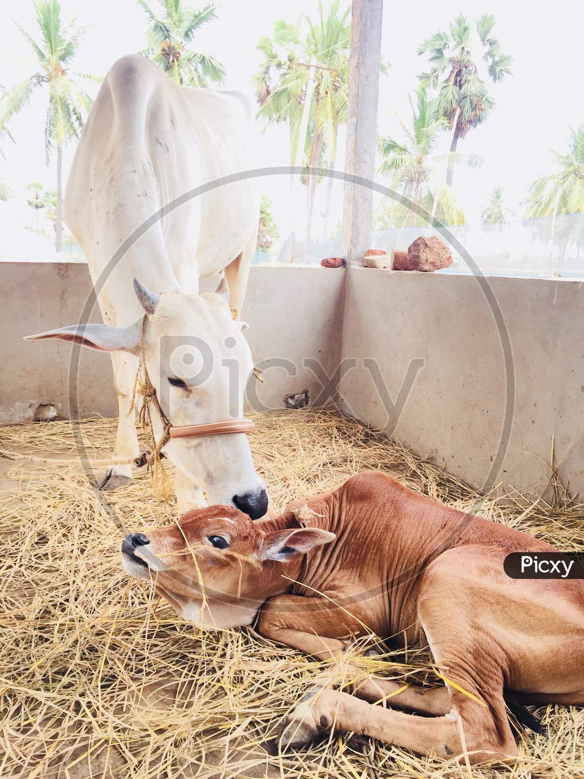 A cow kissing its newborn calf