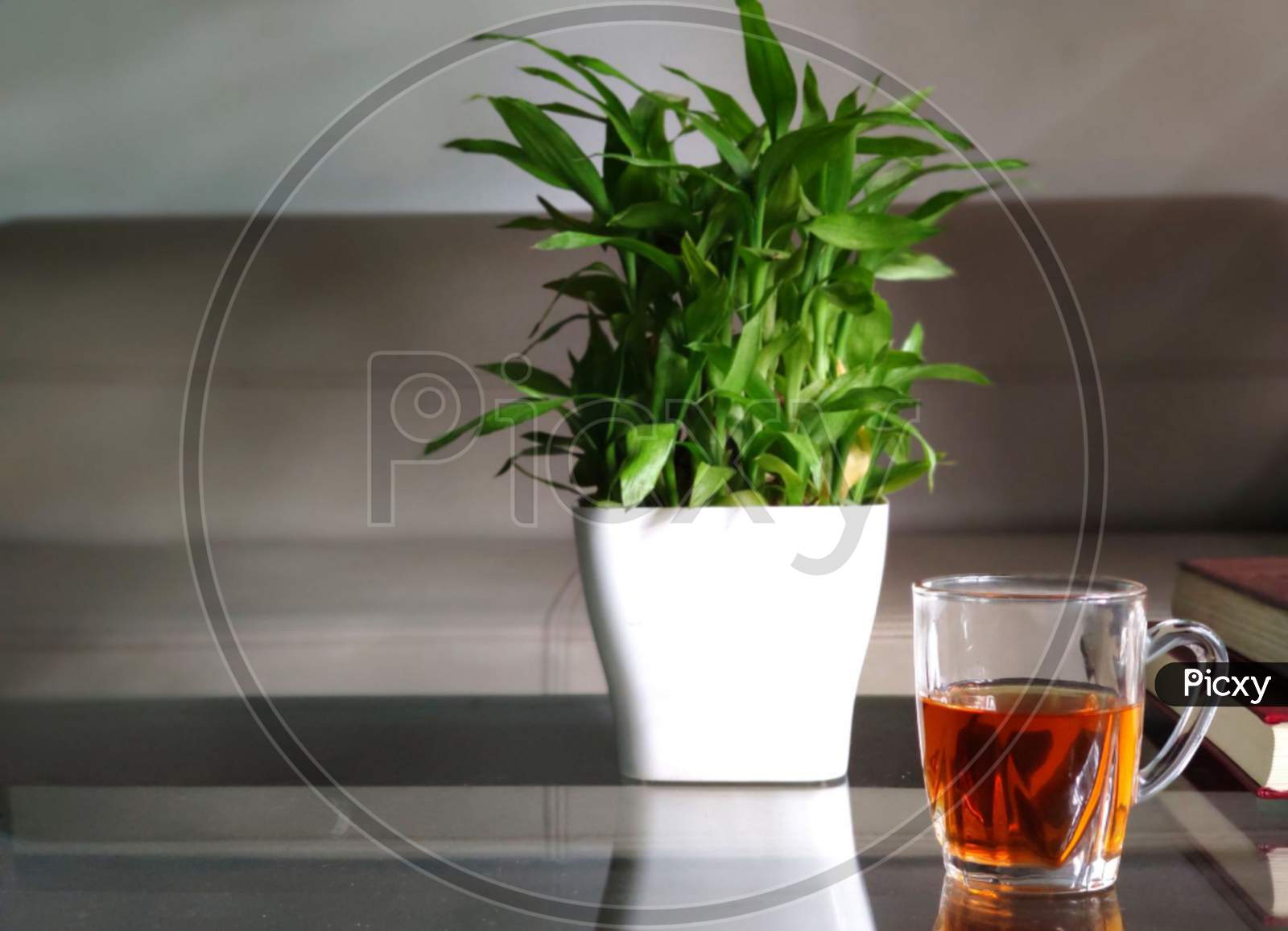 House plant green tea
