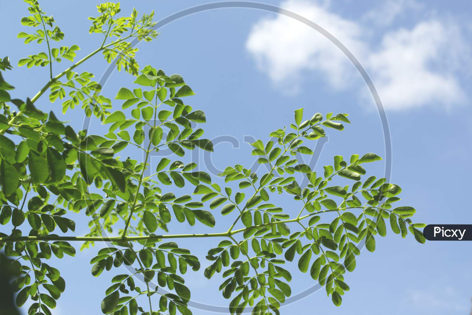 Leaves And Branches Of The Moringa Tree Called Superfood