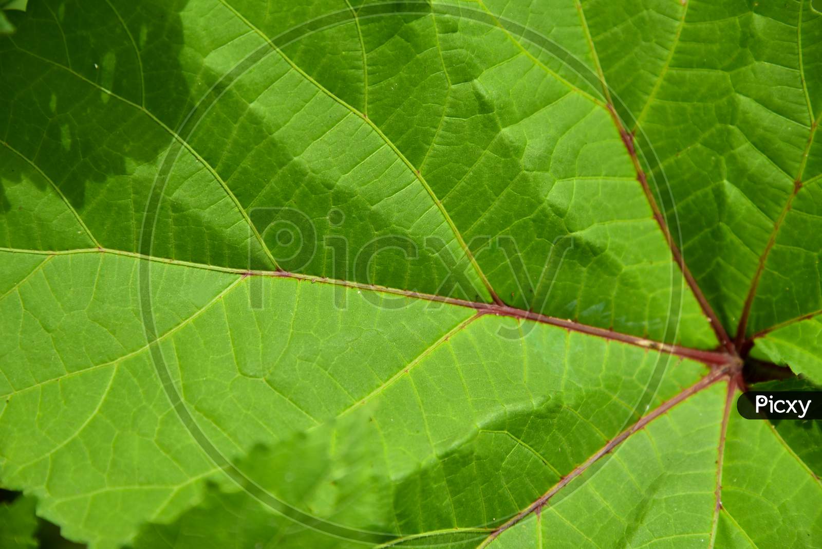 Green Leaf Close Up Macro Background