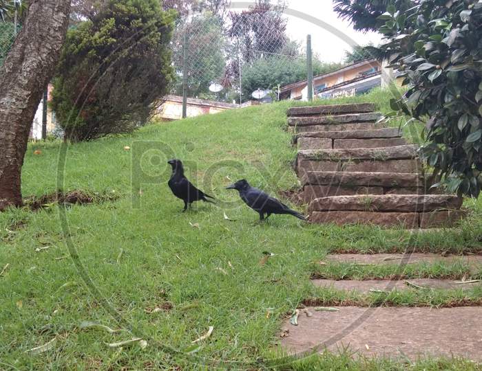 Crows on the lawn