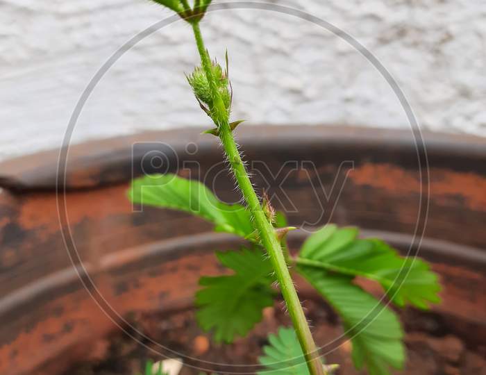 Sensitive plant (shameplant) in container