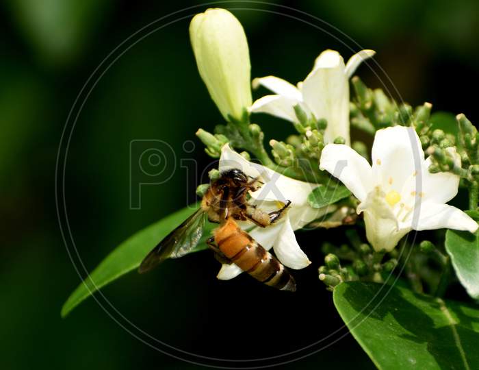 Close Up Macro Wildlife Photography Of Beautiful Bee (Philanthus Triangulum) In Garden On Blur Nature Background. Flying Bee (Apis Mellifera), Drone Collecting Pollen, Honey At White Flower In Forest.