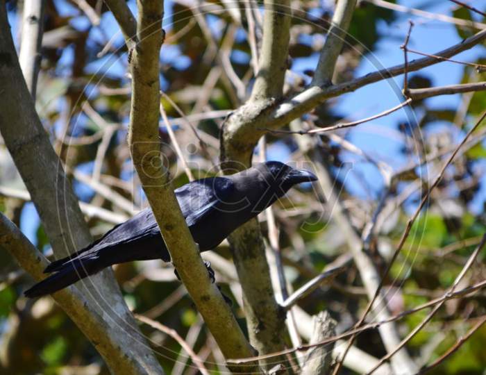 Black crow sitting on the tree