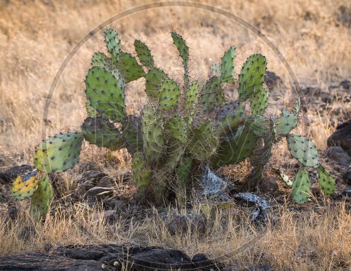 Rabbit Ear Cactus
