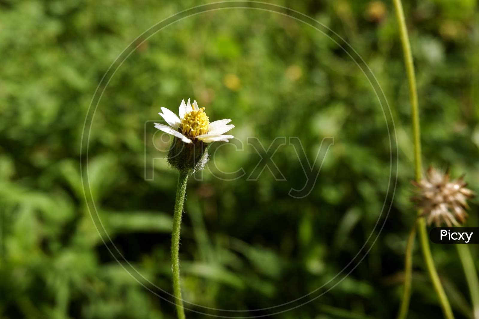 Close Shot Of Tiny Grass Flower In Green Garden