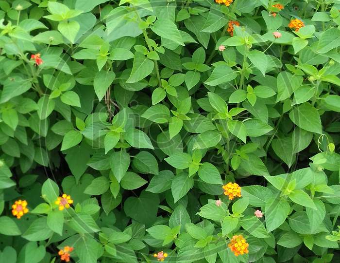 Mixed color Lantana flowers - image