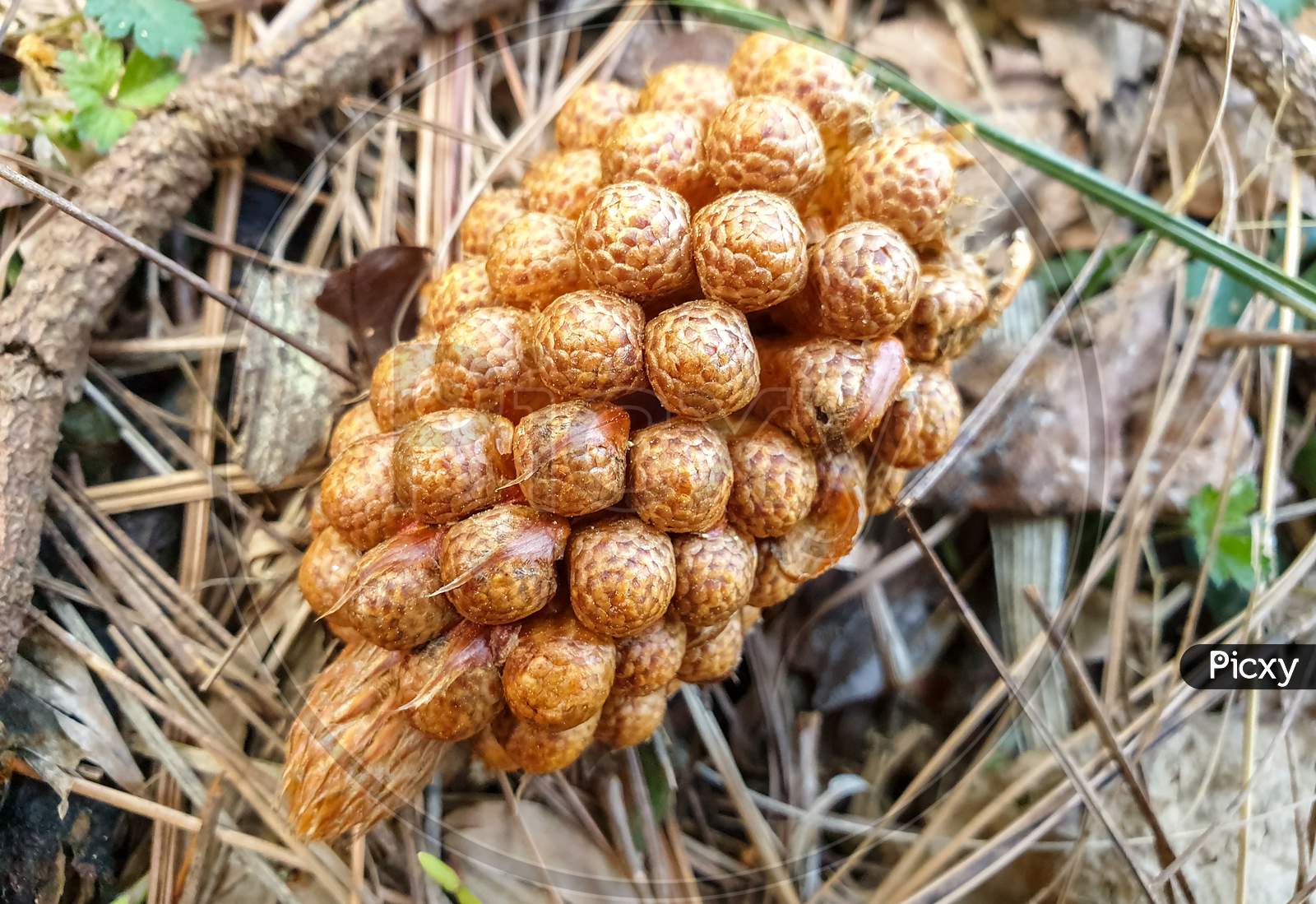 Close up shot of Pinus roxburghii male cone which has fallen in the jungle of North India
