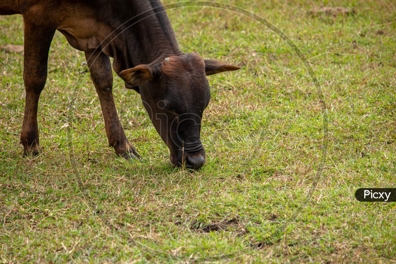 Cow Grazing Along The Grass Area Along Masinagudi, Mudumalai National Park, Tamil Nadu - Karnataka State Border, India.