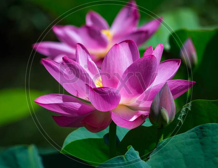 Close-Up Of Beautiful Pink Waterlily Lotus Flower