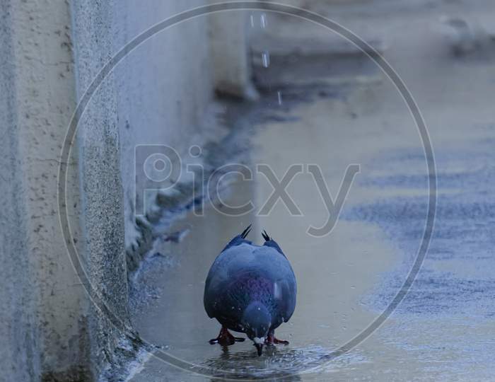 Thirsty Pigeon drinking water