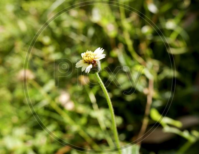 Tiny Wild Grass Flower In Field