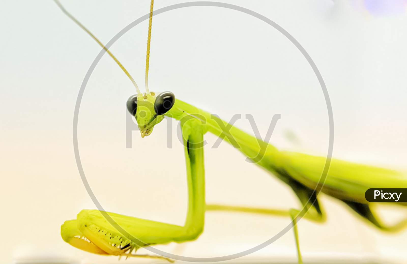 Macro photo of Grasshopper.