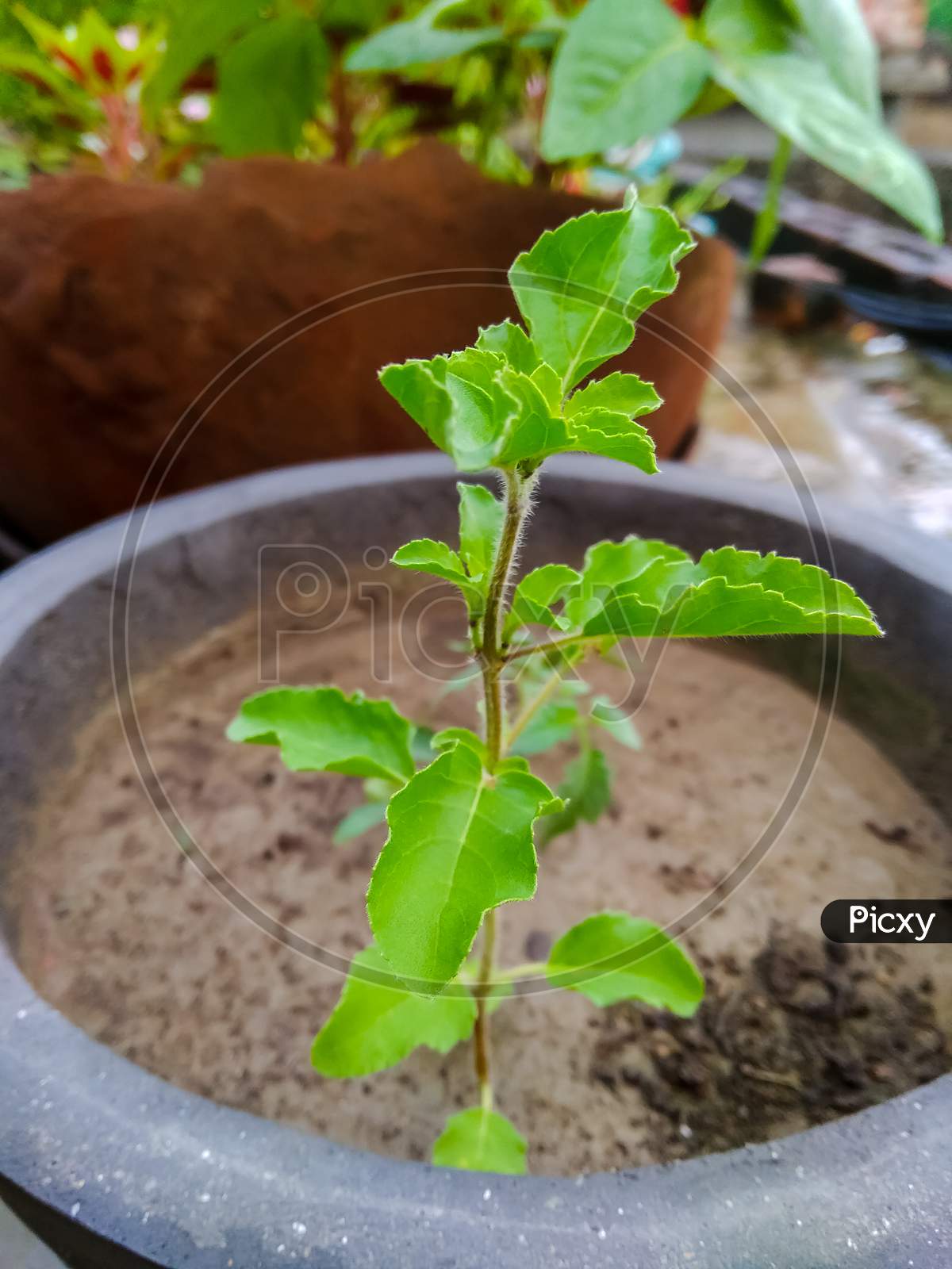 Tulsi also known as holy basil is a medicinal herb used in Ayurveda