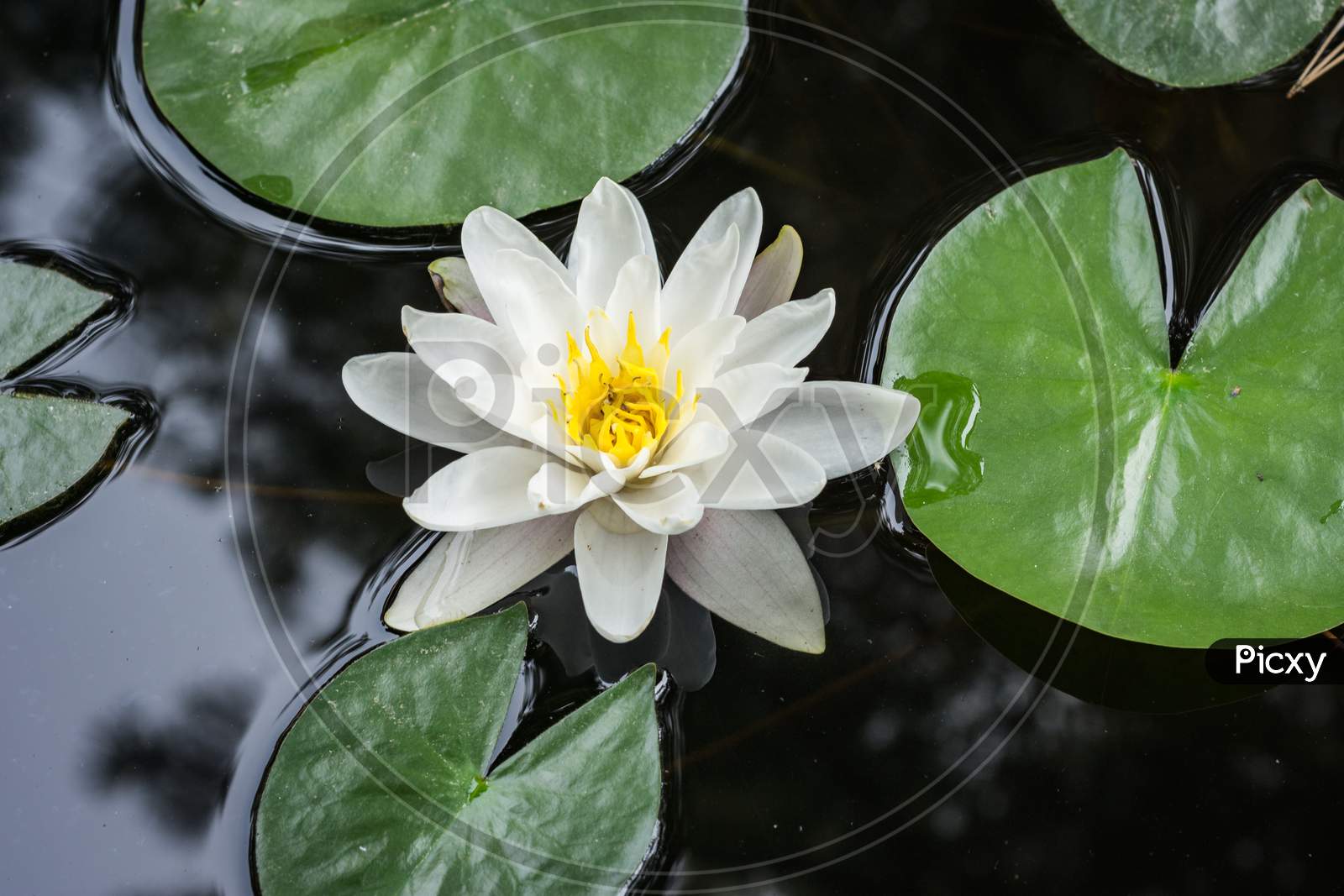 Nymphaea Lotus, White Lotus Flowering In A Pond