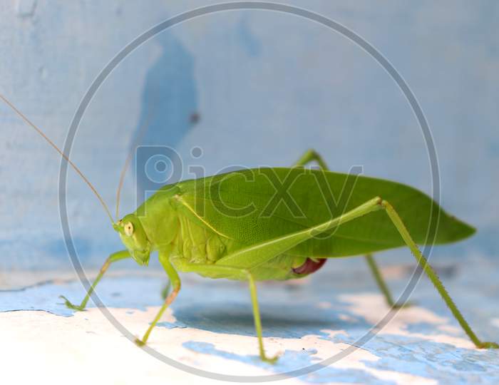 Indian big green locust also called Katydi