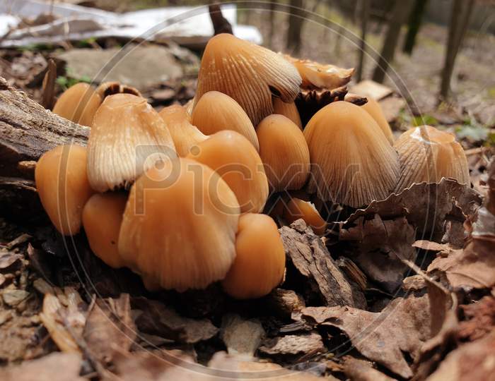 Mushrooms Get Disgusting Way Before They Sprout Other Fungi. Interested In Growing Fungi. Fungiculture Is The Cultivation Of Mushrooms And Other Fungi Fresh, Grown Mushrooms Are Delicious Fun To Grow