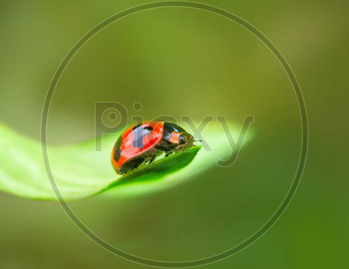 Leaf beetle macro shot