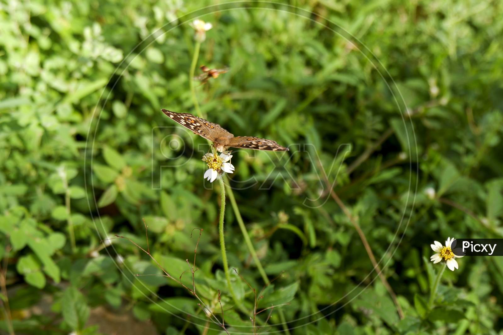 Low Angle View Of Butterfly Isolated On Grass In Park