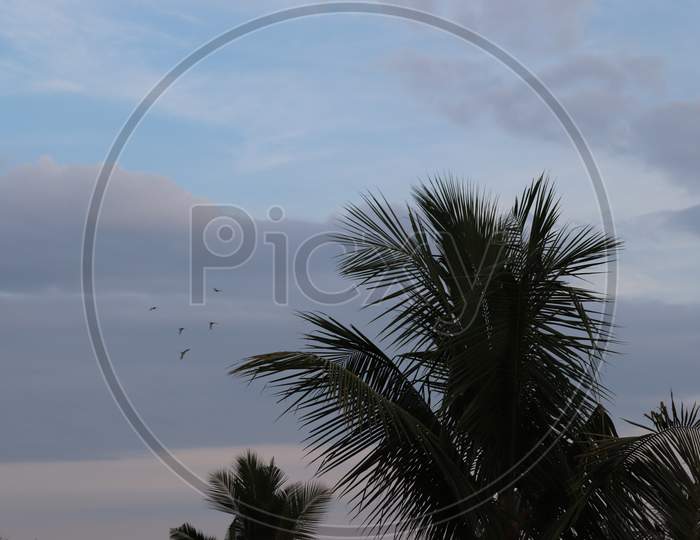 Indian coconut tree with dark and light clouds with birds flying