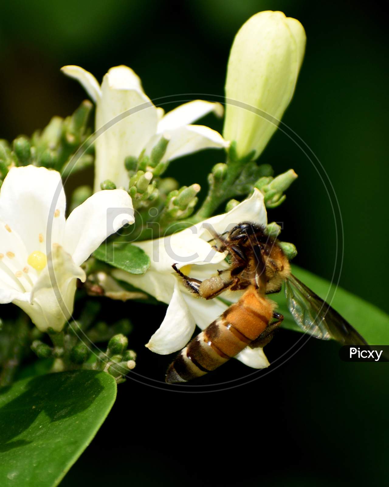 Close Up Macro Wildlife Photography Of Beautiful Bee (Philanthus Triangulum) In Garden On Blur Nature Background. Flying Bee (Apis Mellifera), Drone Collecting Pollen, Honey At White Flower In Forest.