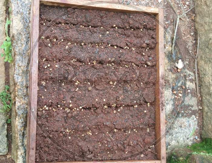 Coriander seeds in the soil