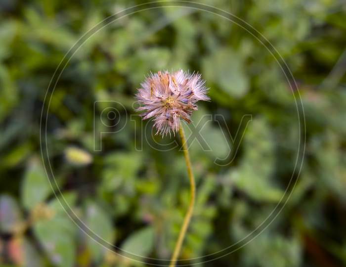 Closeup View Of Dry Grass Flower Isolated On Field