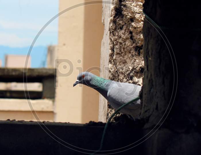 Pigeon looking through the window