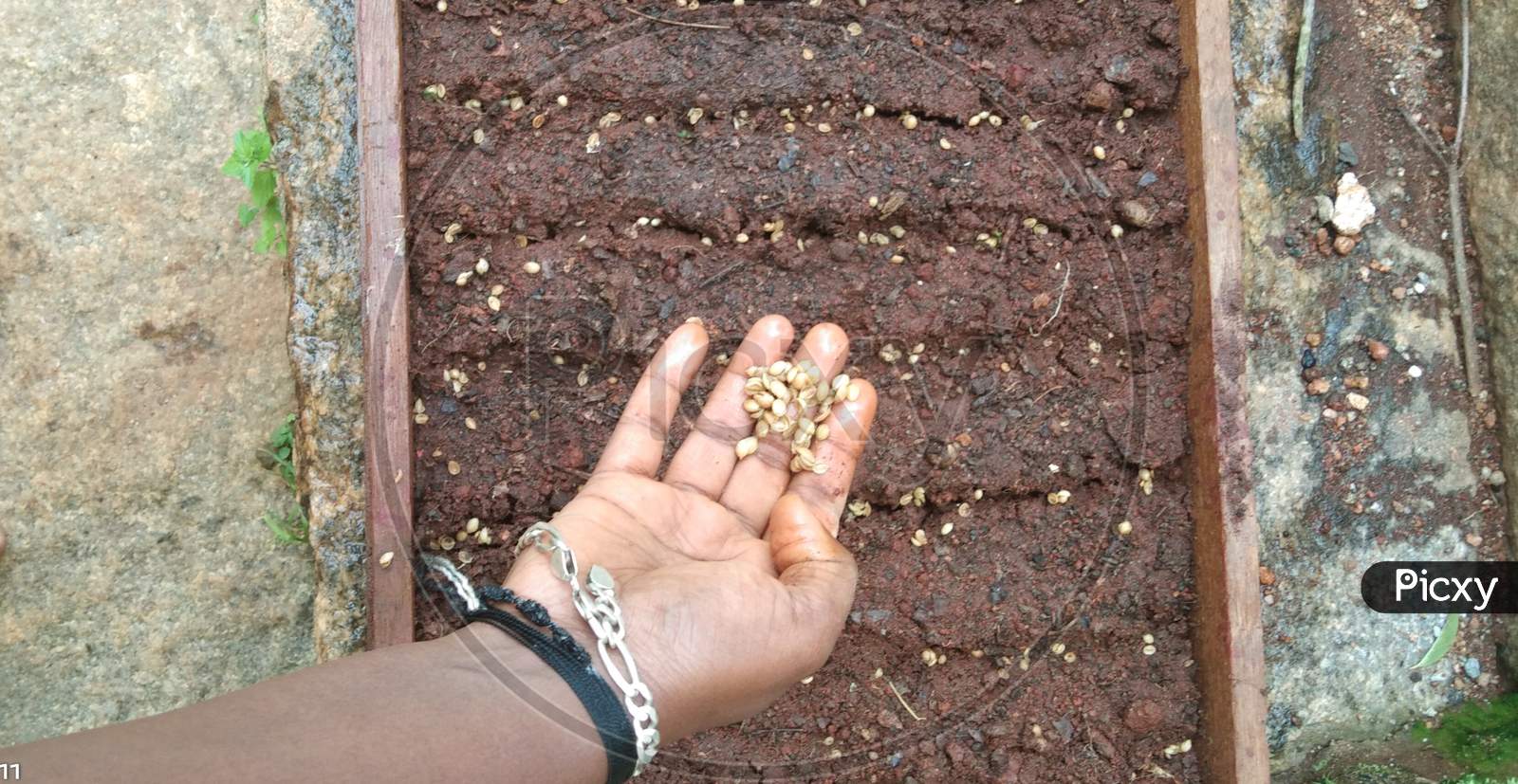 Sawing coriander seeds in the soil
