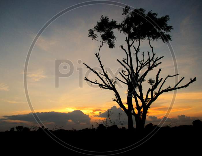 Beautiful View of a Tree and The Sunset