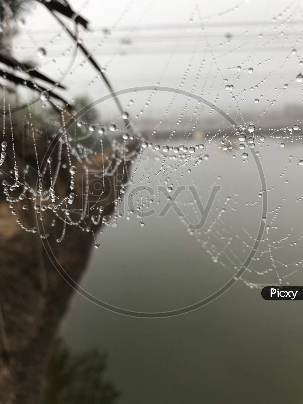Winter droplets to a spider web Misty foggy early mornings in an aquaculture farm