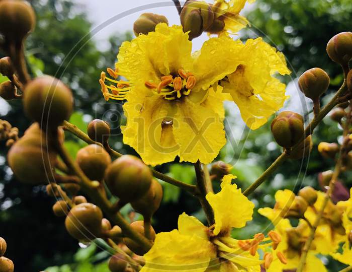 Yellow flower (senna Siamese). Taken Date-13/August/2020. Place-Balaghat.