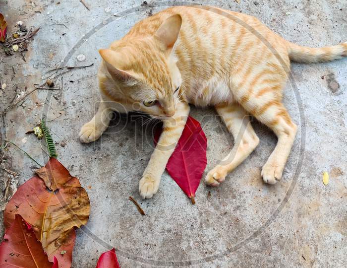 Cat on red leaves