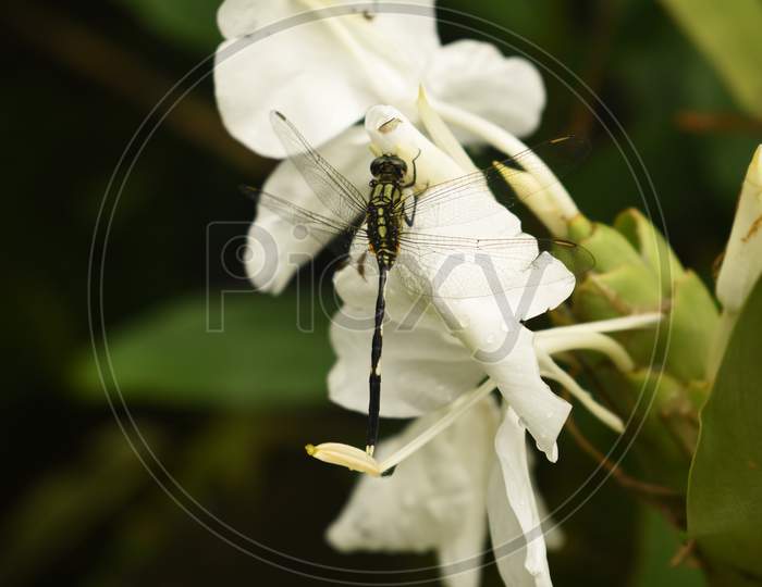 Close Up Macro Wildlife Photography Of Beautiful Dragonfly (Suborder Anisoptera) In Garden On Blur Nature Background. Flying Damselfly (Suborder Zygoptera) Collecting Honey At White Flower In Forest.