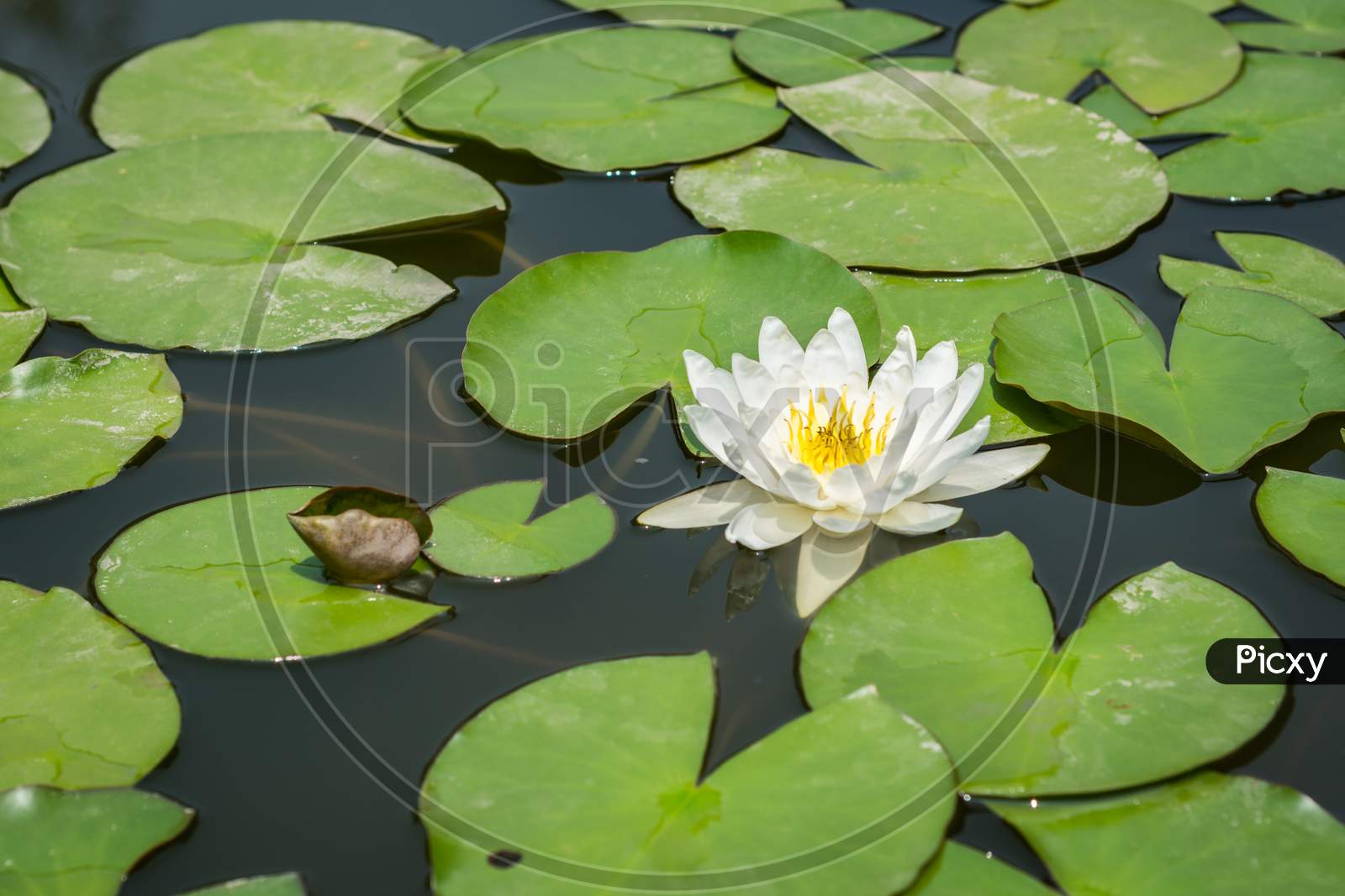 Nymphaea Lotus, White Lotus Flowering In A Pond