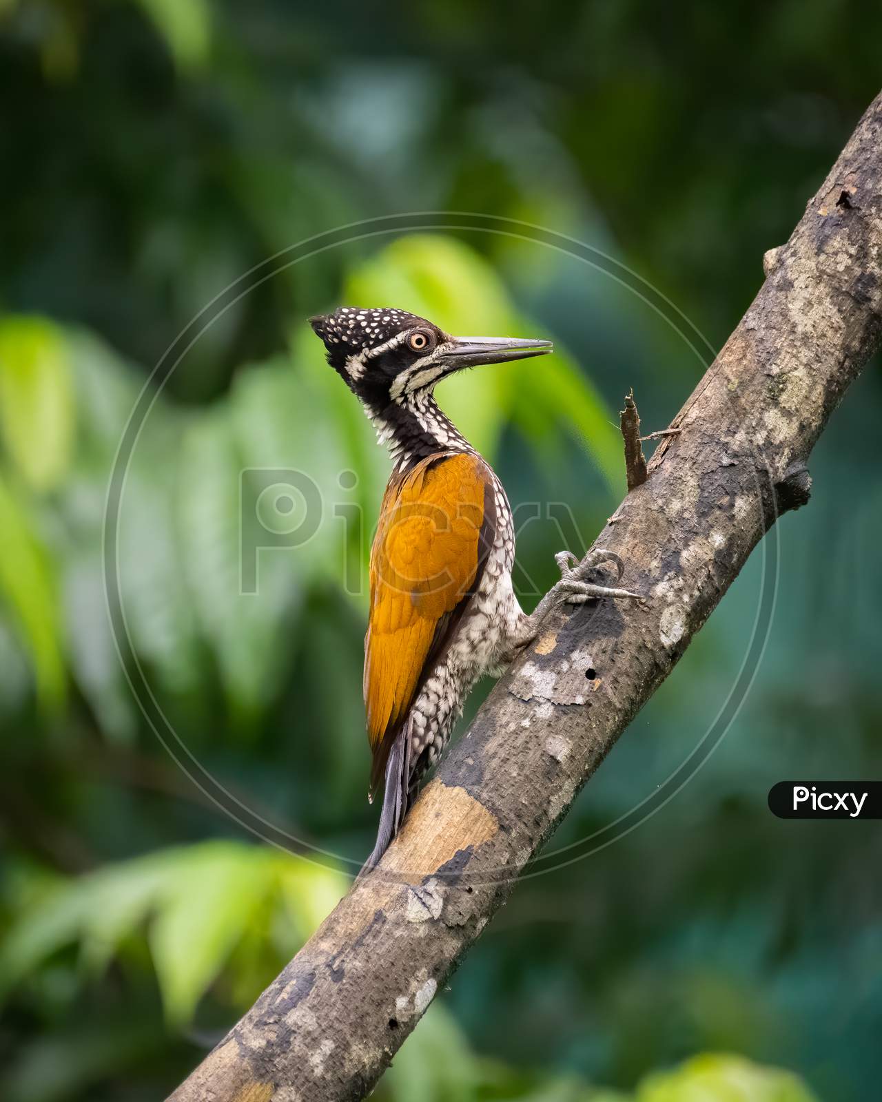 Greater Flameback Woodpecker - Female