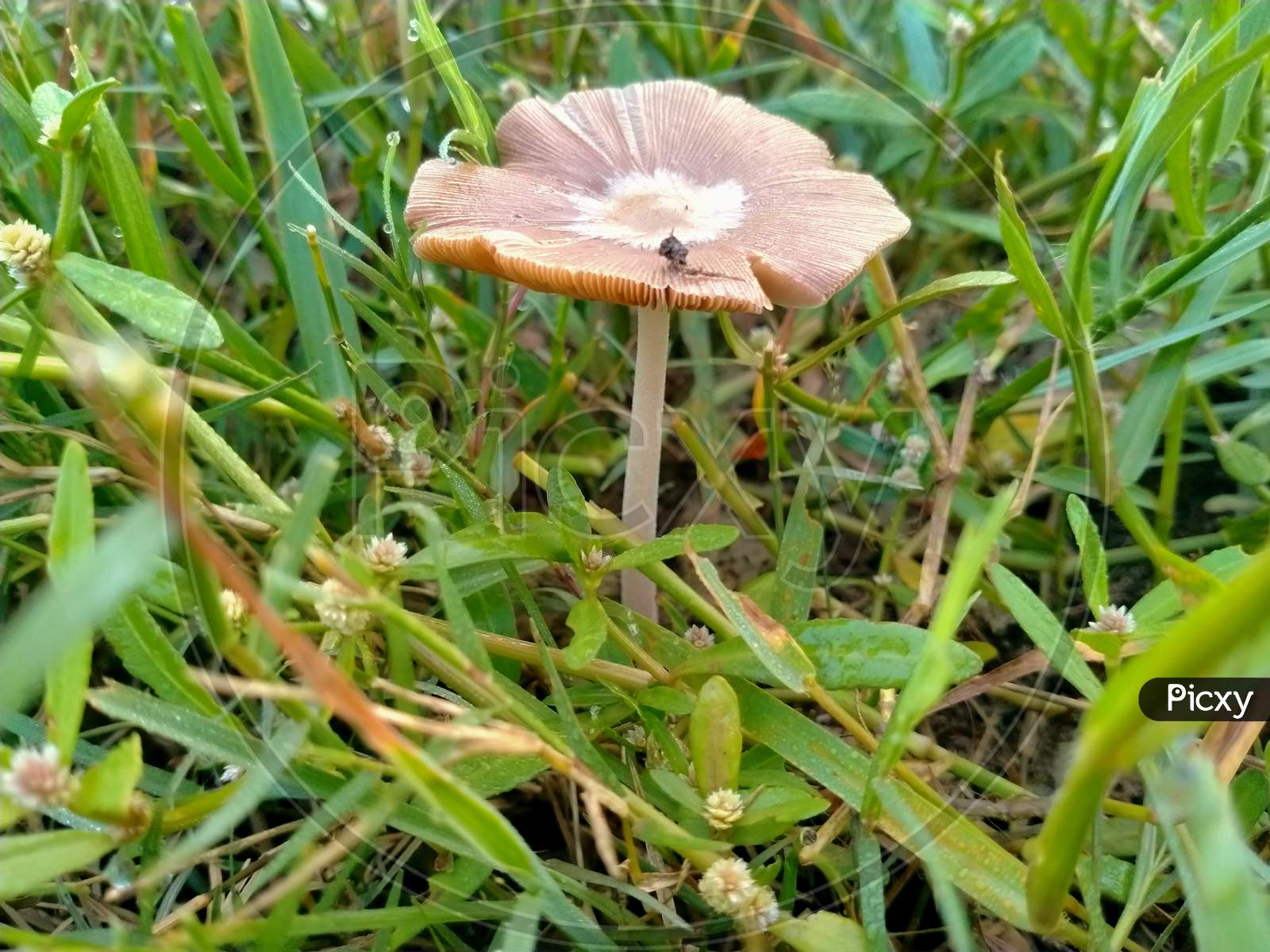 A club fungi