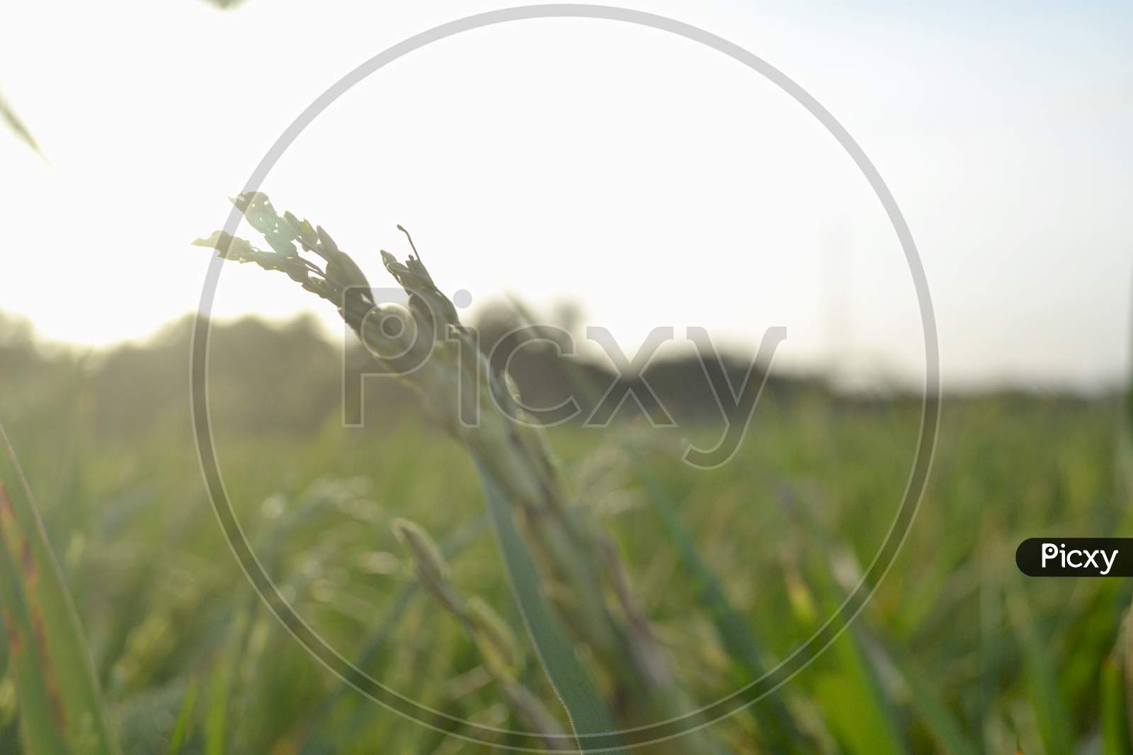 Rice Grains Shape With Green Leaves In The Rice Field When Exposed To Sunlight