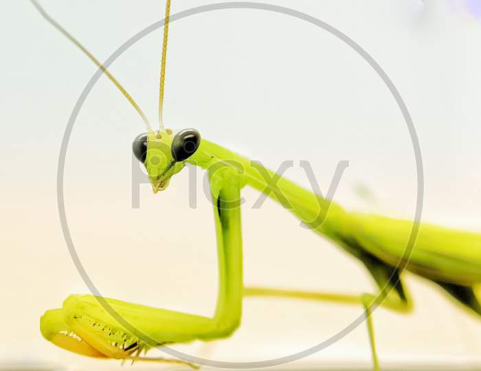 Macro photo of Grasshopper.