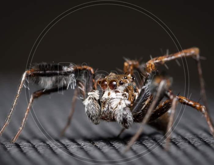 A Jumping Spider (Portia Sp) Sitting On A Nylon Fabric Bag