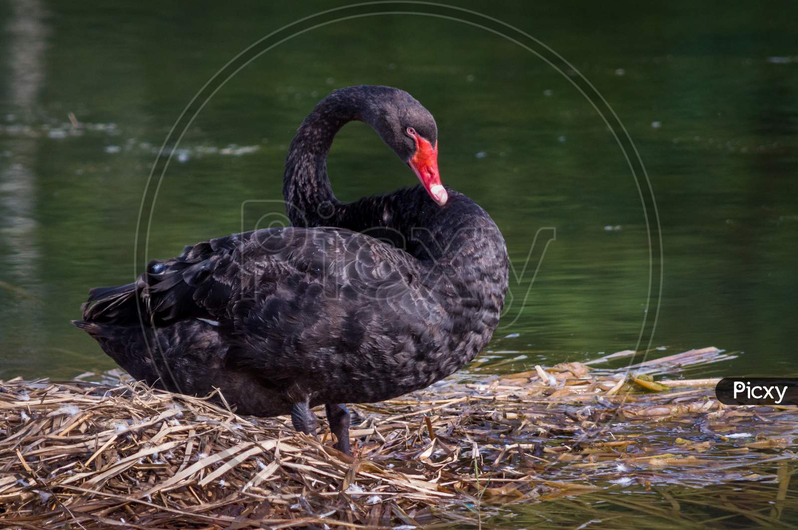 Black Swan On A Small Grass Island In The Pond Of Water