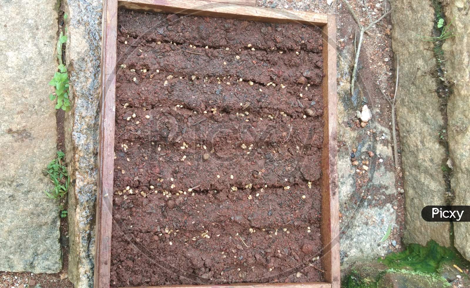 Coriander seeds in the soil
