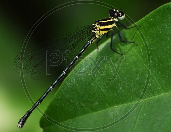 Close Up Macro Wildlife Photography Of Beautiful Dragonfly (Suborder Anisoptera) In Garden On Blur Nature Background. Flying Damselfly (Suborder Zygoptera) Sit On Leaf In Forest. Copy Space For Text.