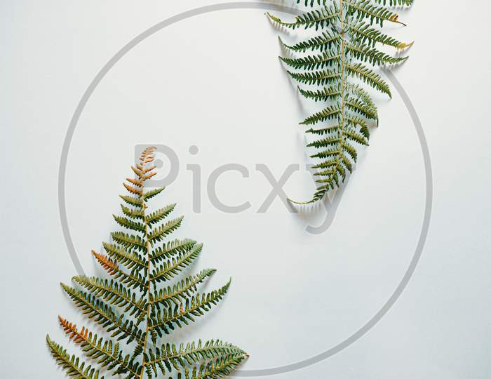 Fern Leaves Over A Clean White Background