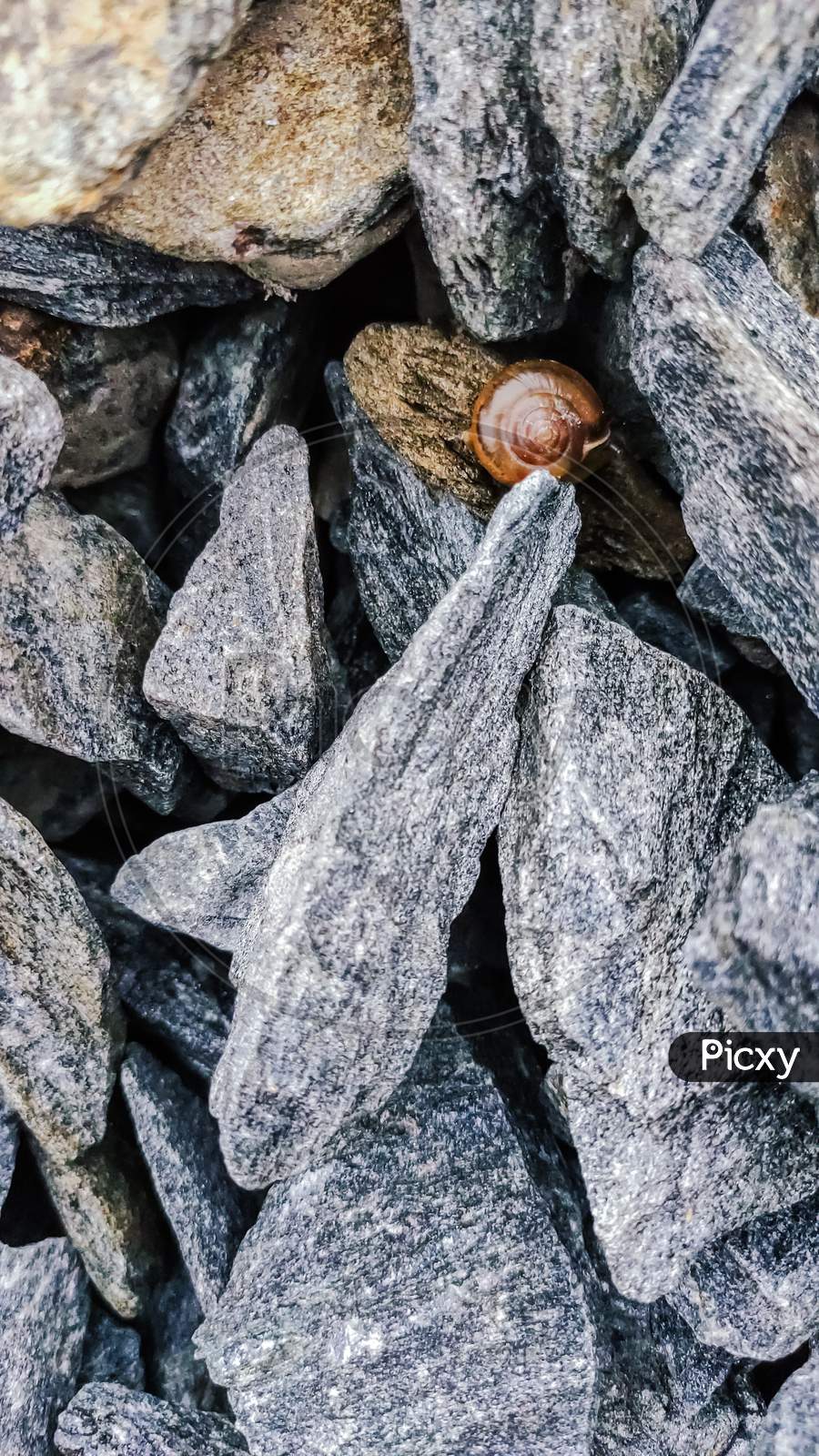 Selective Focus On A Small Snail Middle Of The Stones