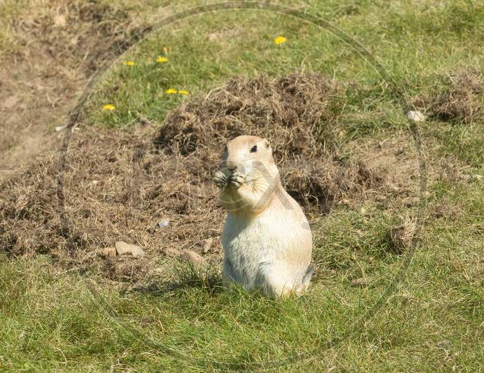 Hungry Juvenile Prairie Dog, Cynomys Ludovicianus, Searching For Tasty Tidbits In Grass