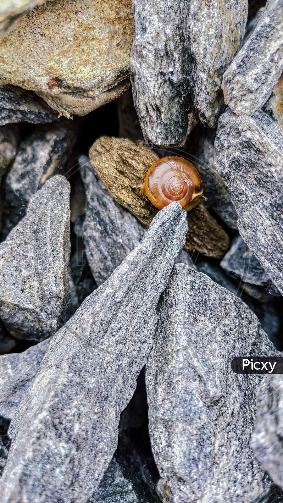 Selective Focus On A Small Snail Middle Of The Stones