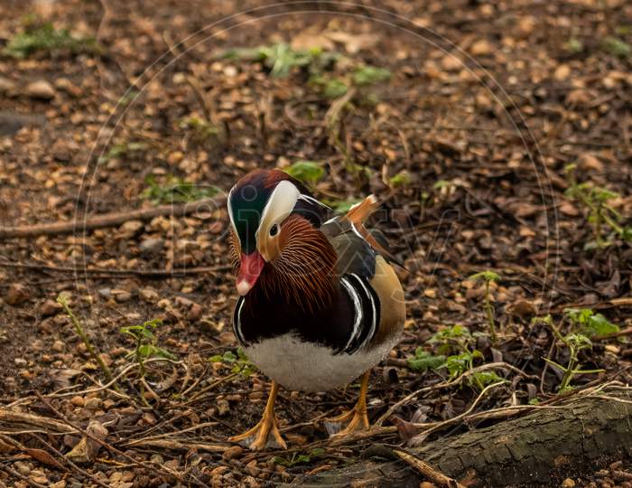 Male Mandarin Duck, Aix Galericulata, On The Lake Shore With Autumn Background